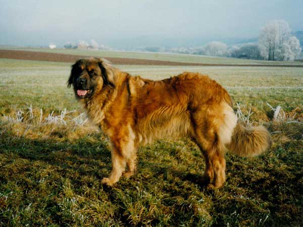 Alice von den Gnninger Seen