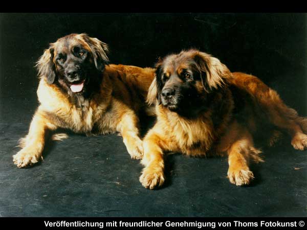 Alice von den Gnninger Seen mit Tochter Belle