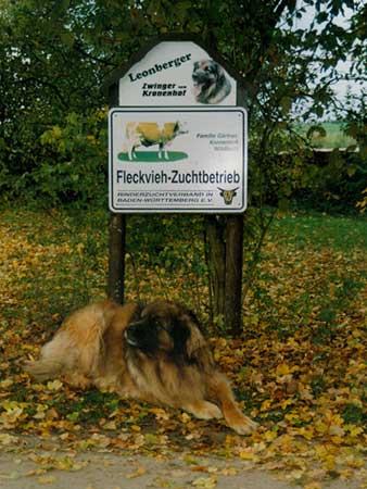 Leonberger-Zwinger vom Kronenhof