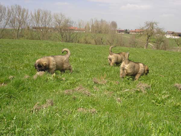 Welpen am 19.04.2008
