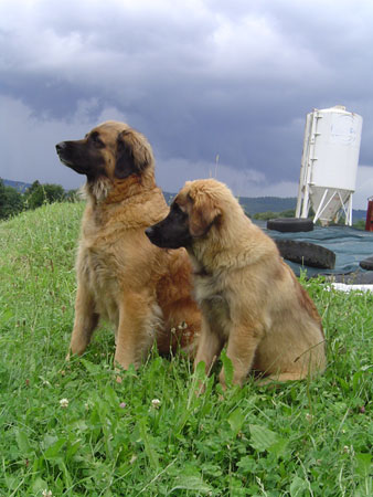 Goldmädel und Franca vom Kronenhof