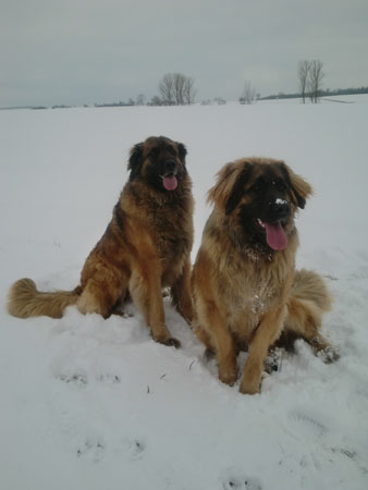 Goldmädel und Franca vom Kronenhof
