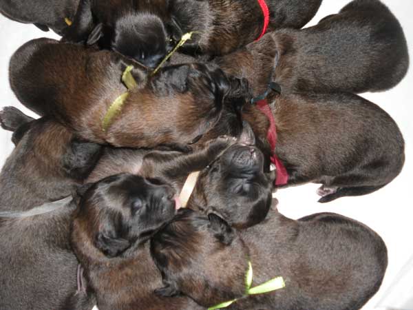 Welpen am 08.07.2012