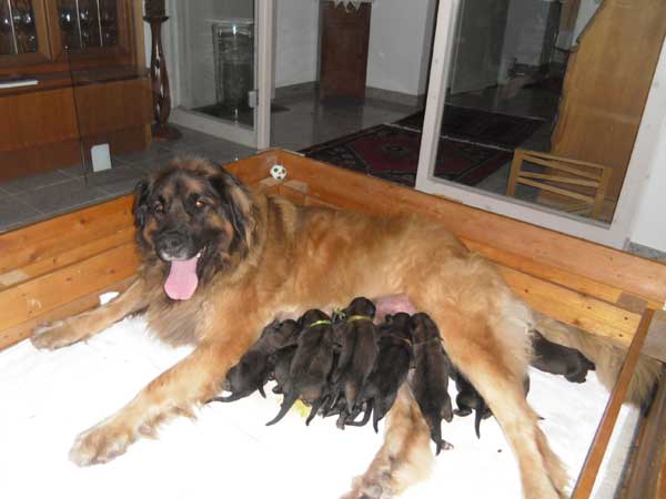 Welpen am 08.07.2012