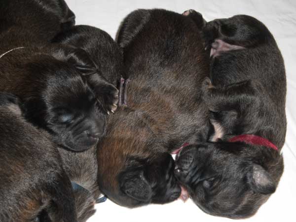 Welpen am 08.07.2012
