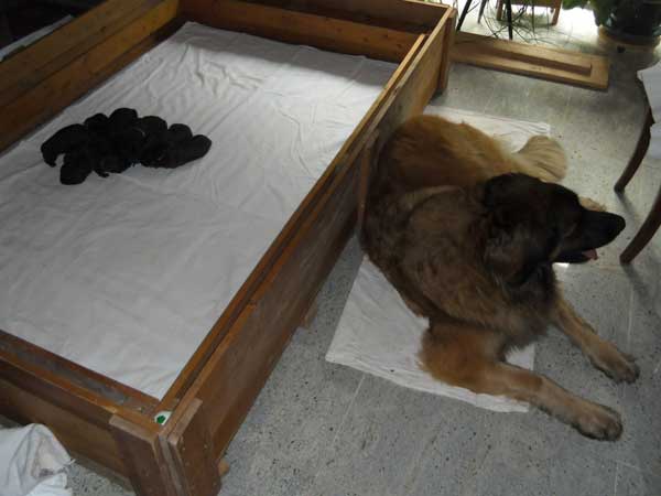 Welpen am 08.07.2012