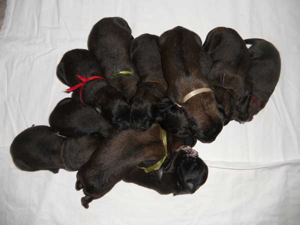 Welpen am 08.07.2012