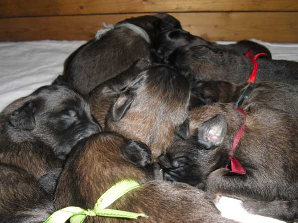 Welpen am 08.07.2012