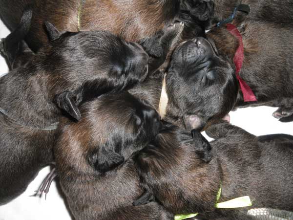 Welpen am 08.07.2012