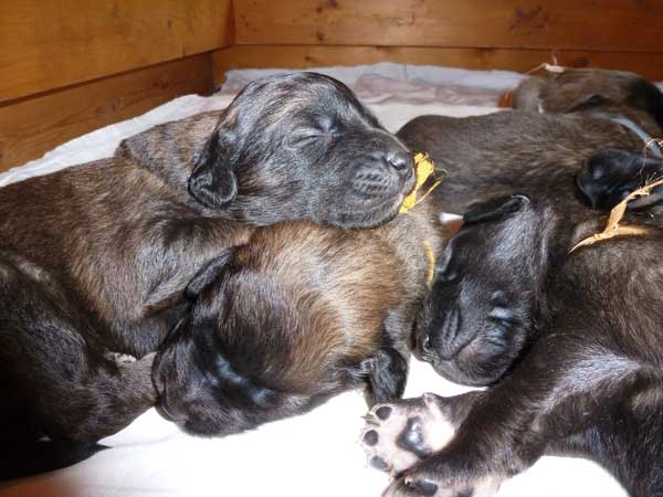 Welpen am 15.07.2012