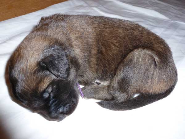 Welpen am 15.07.2012