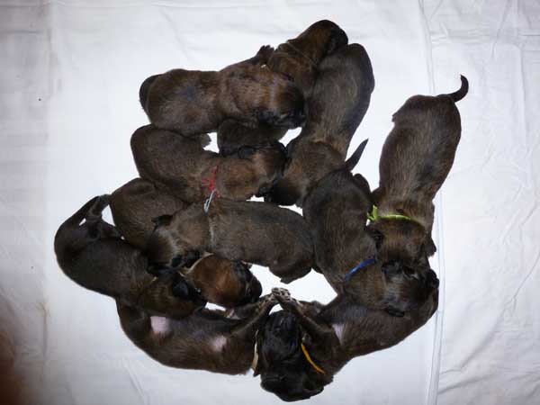 Welpen am 15.07.2012