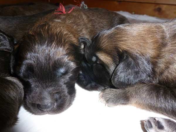 Welpen am 15.07.2012