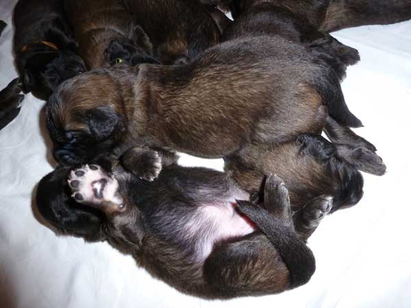 Welpen am 15.07.2012
