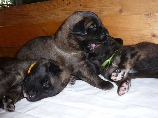 Welpen am 22.07.2012
