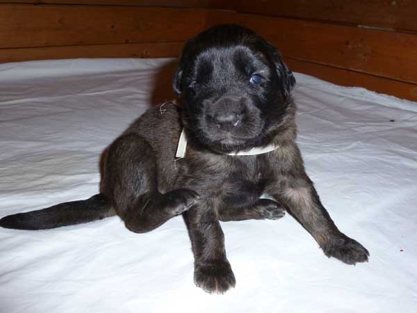 Welpen am 22.07.2012