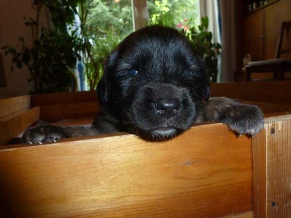 Welpen am 22.07.2012
