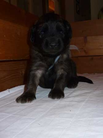 Welpen am 22.07.2012