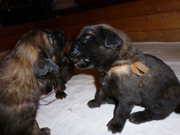 Welpen am 22.07.2012