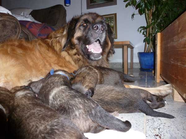 Welpen am 22.07.2012