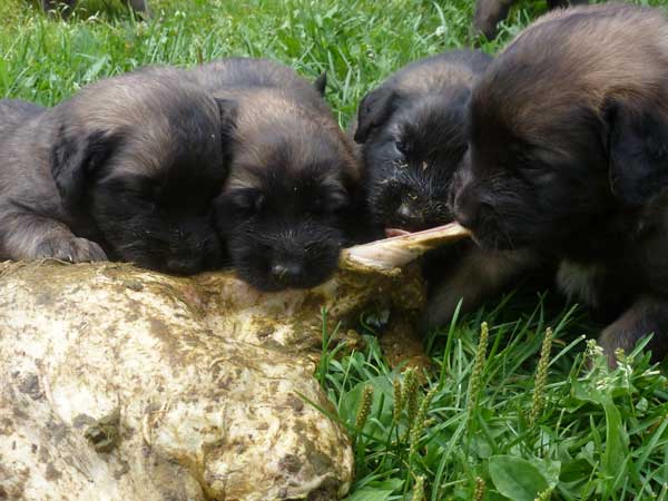 Welpen am 29.07.2012
