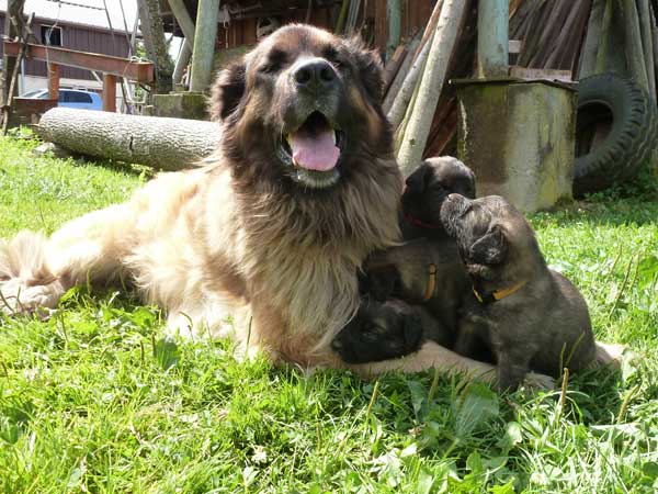 Welpen am 29.07.2012