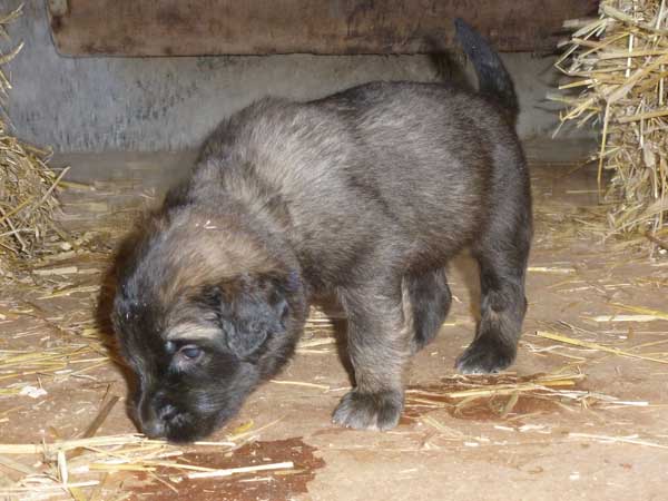 Welpen am 29.07.2012