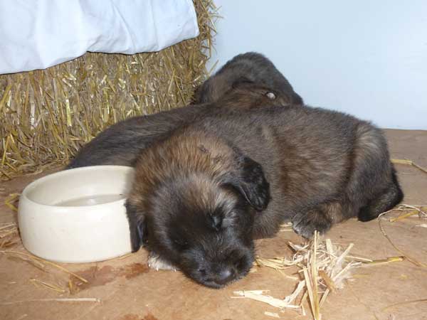 Welpen am 29.07.2012