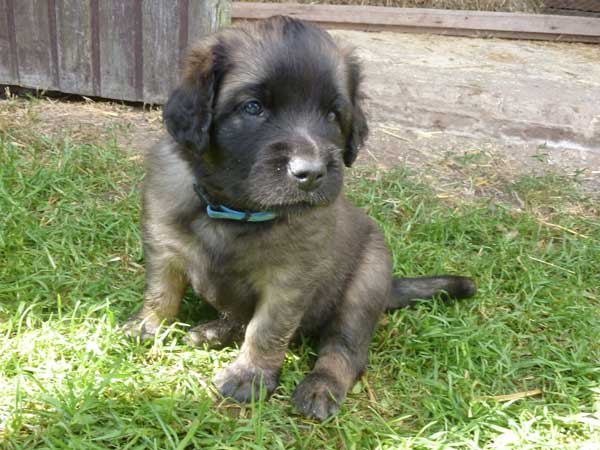 Welpen am 05.08.2012