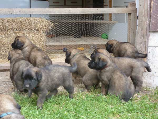 Welpen am 05.08.2012