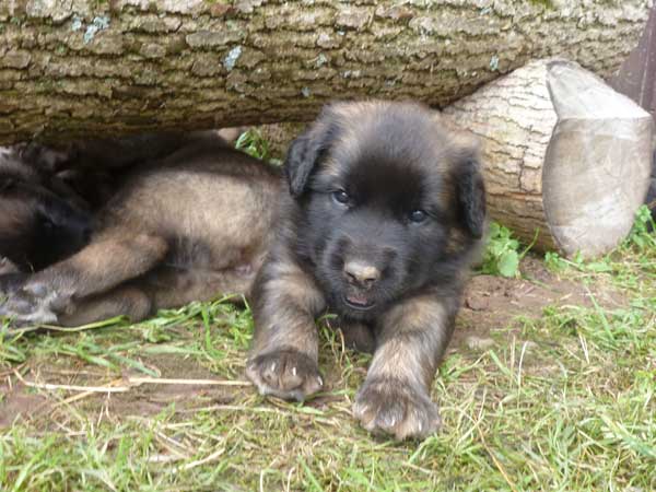 Welpen am 05.08.2012