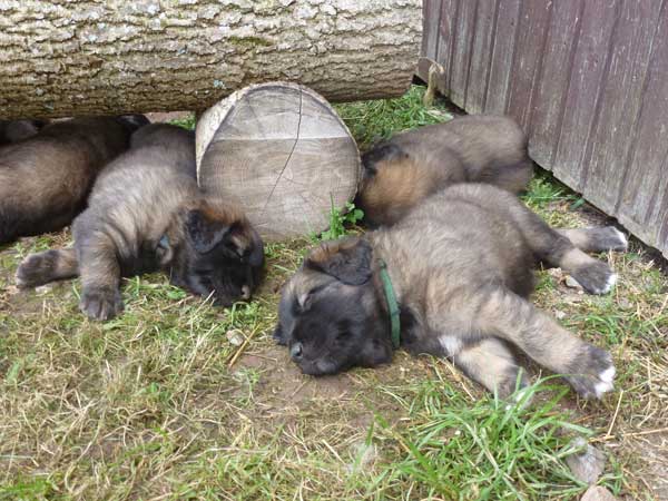 Welpen am 05.08.2012