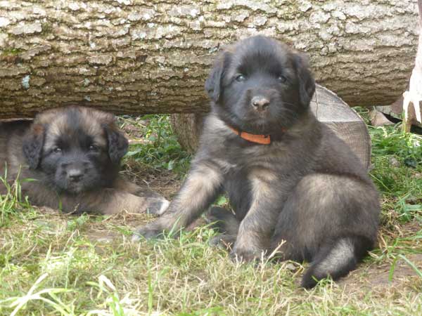 Welpen am 05.08.2012