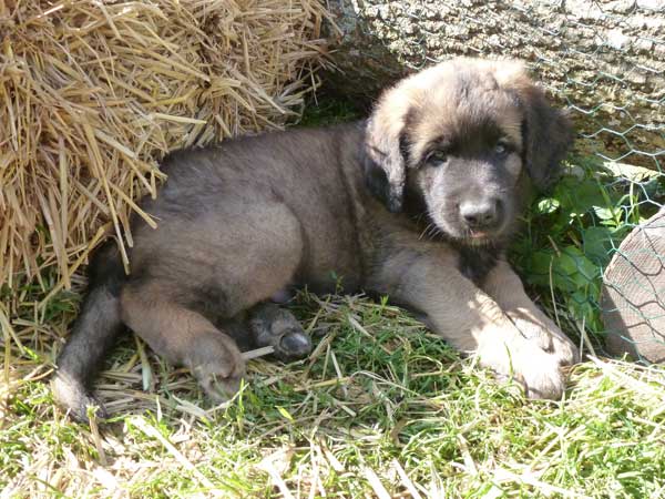Welpen am 17.08.2012