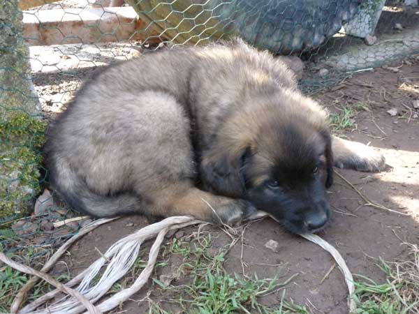 Welpen am 17.08.2012