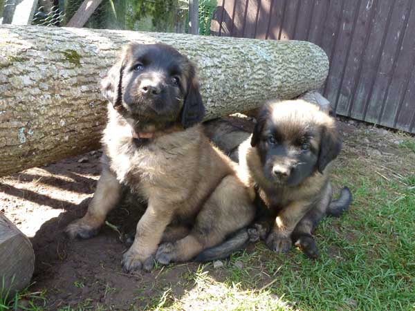 Welpen am 17.08.2012