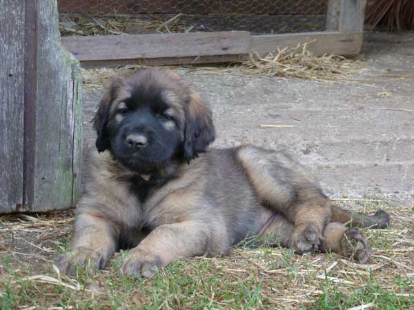 Welpen am 17.08.2012