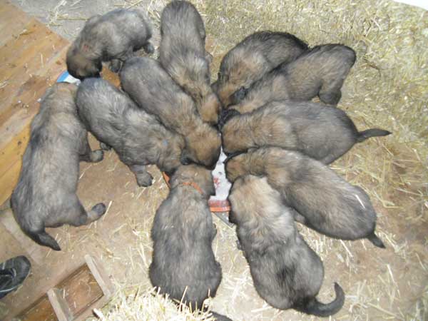 Welpen am 17.08.2012