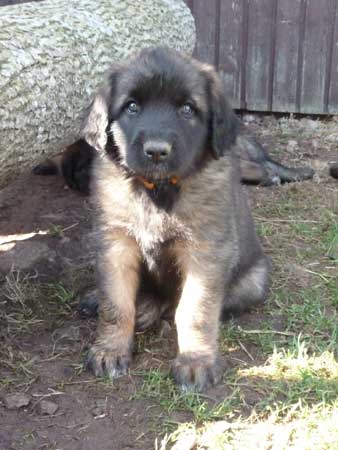 Welpen am 17.08.2012
