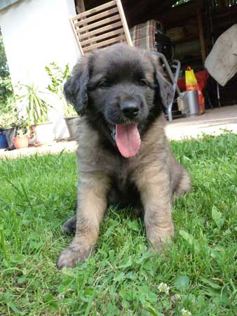 Welpen am 21.08.2012