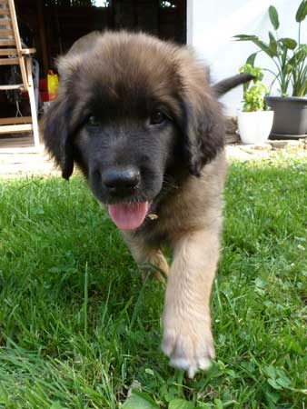 Welpen am 21.08.2012