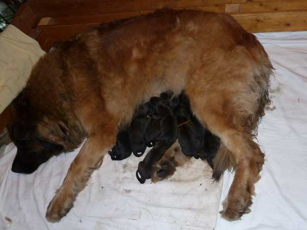 Welpen am 03.07.2012