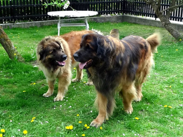 Goldmädel vom Kronenhof und Joküll Löwe von Walhall