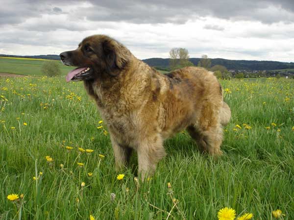 Cherie vom Kronenhof