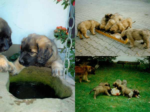 Hofleben mit Welpen