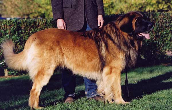 Olson Clovis de la Roseraie du Chnay