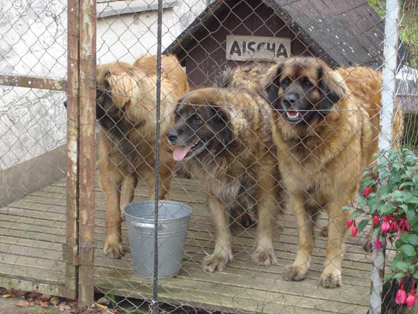 Goldmdel, Cherie und Franca vom Kronenhof